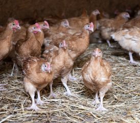 La Ferme du Haut-Pays