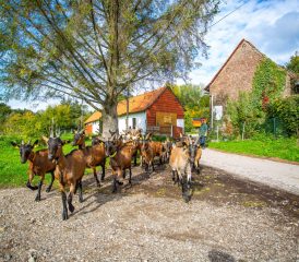 Chèvrerie Rollin